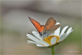 <p>OHNIVÁČEK MODROLEMÝ (Lycaena hippothoe) Slovensko - Vysoké Tatry ---- /Purple-edged copper - Lilagold-Feuerfalter/</p>